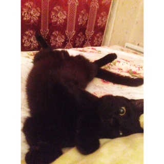 Котовторник 24.11.2015