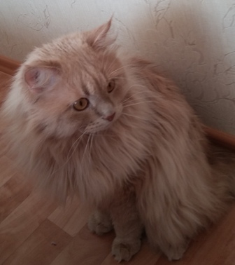 Котовторник 26.01.2016