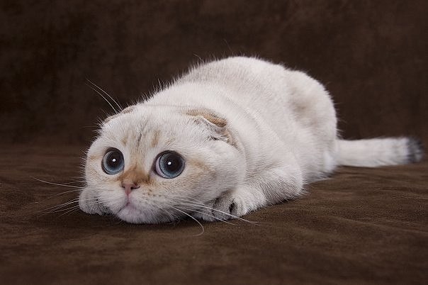 Мохнатые беспредельщики