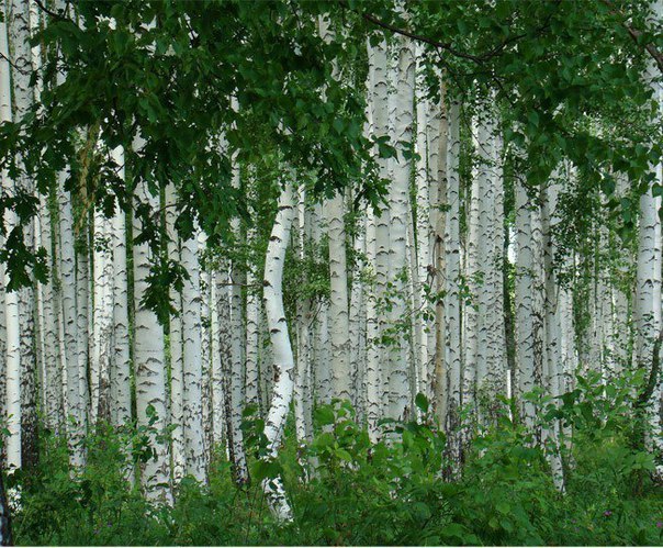 Подборка картинок