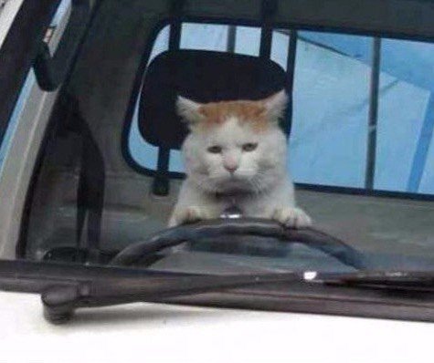 Мохнатые беспредельщики