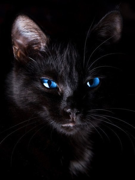 Коты из сети