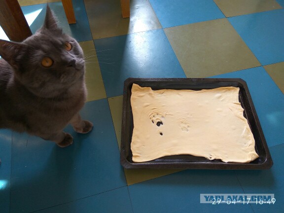 Котовторник 2.05.2017