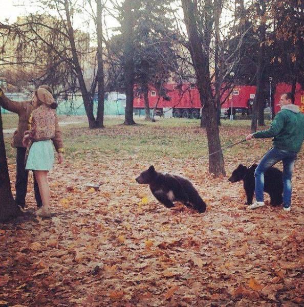 Подборка забавных животных
