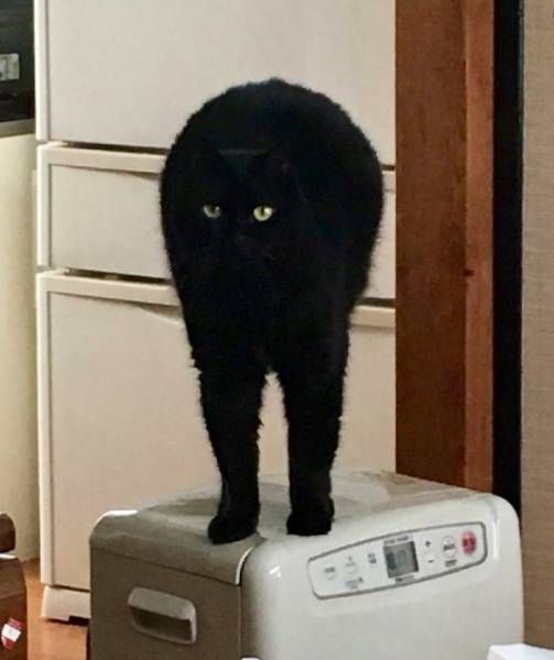 Коты и Кошки