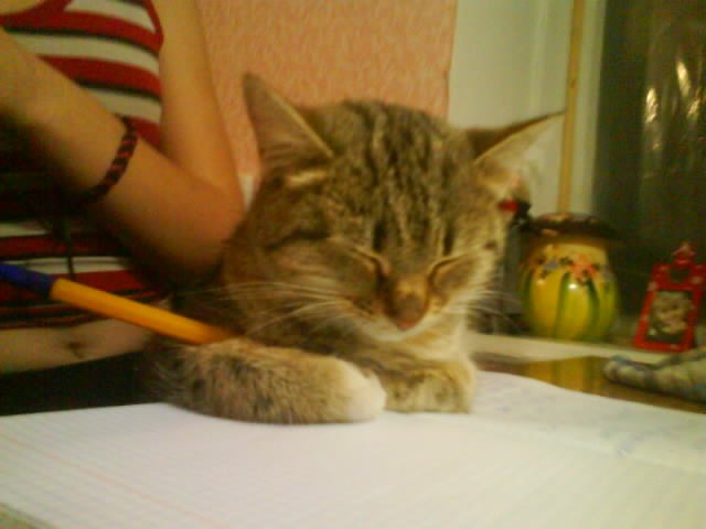 Коты и Кошки