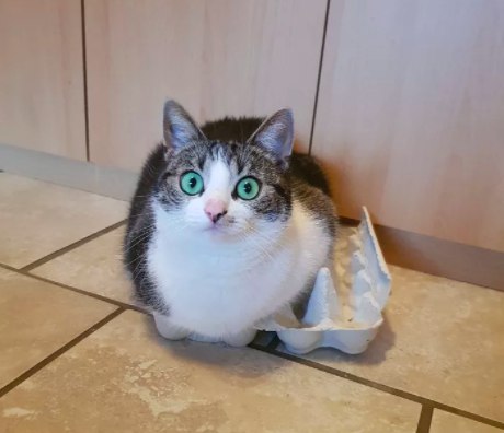 Прикольных котов пост