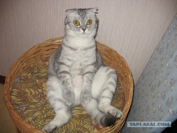 Котовторник на 07.07.2009