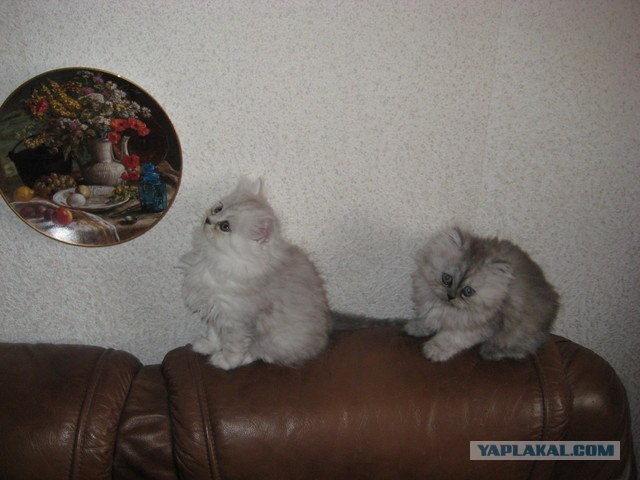 День котов