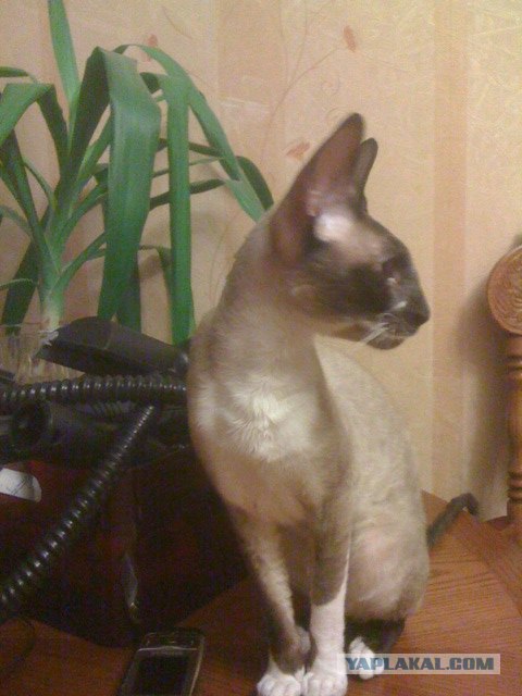 Супер-котофото на котовторник