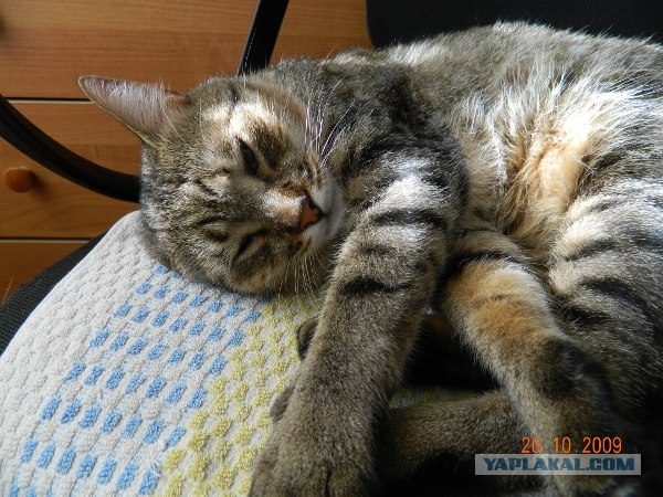 Накорми бездомного кота