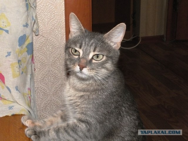 Котовторник на 26.06.12