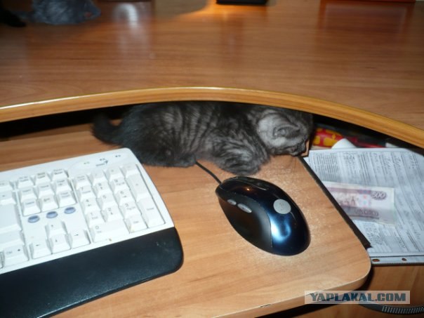 Котовторник  16.10.12