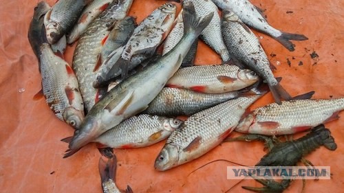 Что  радует мужчину по жизни? После 40