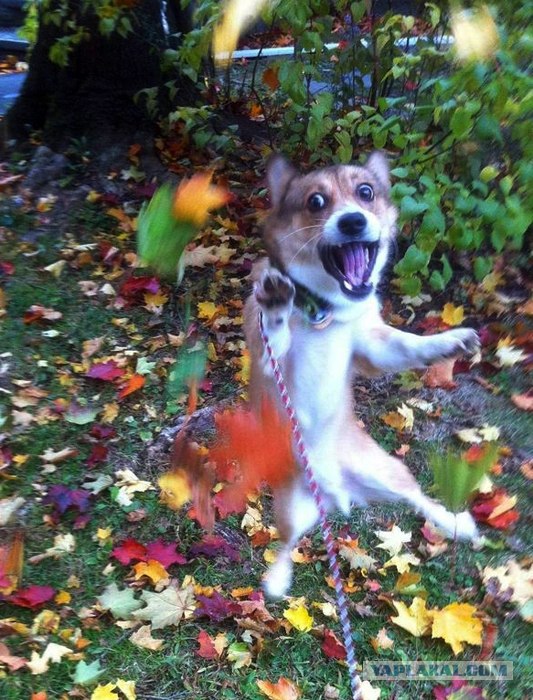 Шарик с друзьями