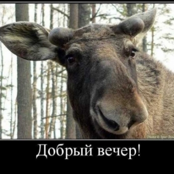 Одолели лосиные блохи