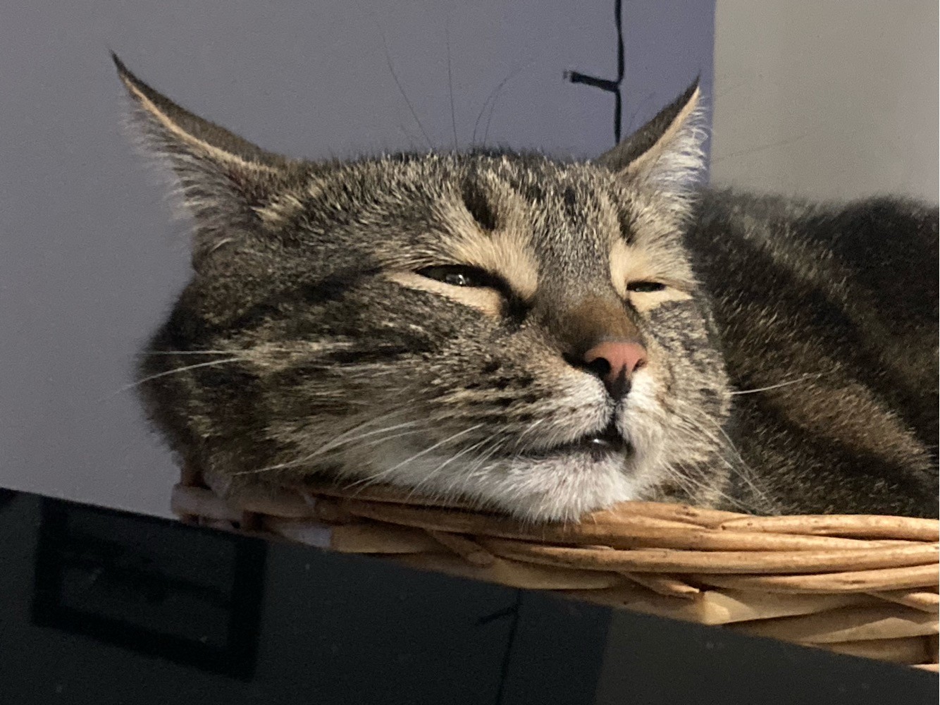 Котовторник