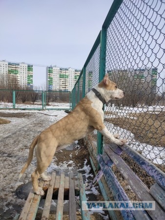 И вновь приветствуем Собакочетверг! Гав - 3 раза!
