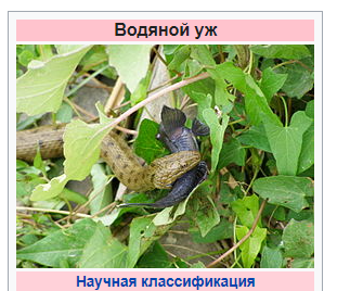 Два мнения о мужчинах 40+