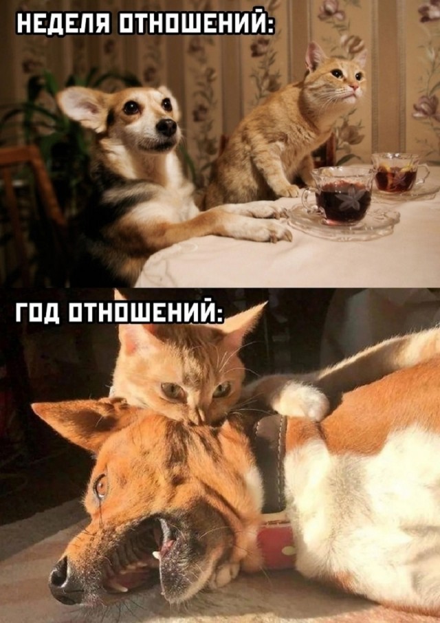 Так себе картинки 22.11.25