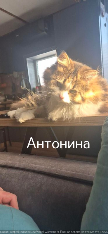 Жизнь домашнего приюта "Котоленд" 531
