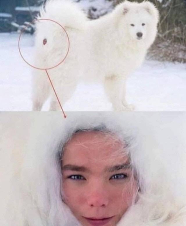 Björk — сама странная викинг певица