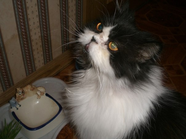 Котовторник 04.03.2014