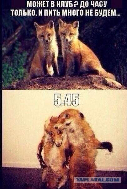 Весёлые картинки. Разбавим будни