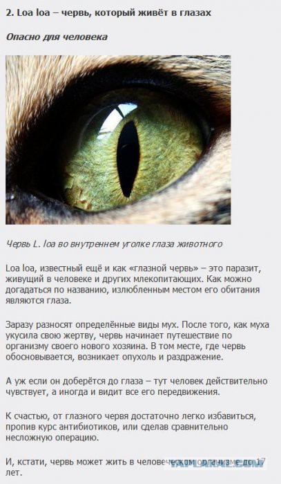 Существа, которых стоит бояться
