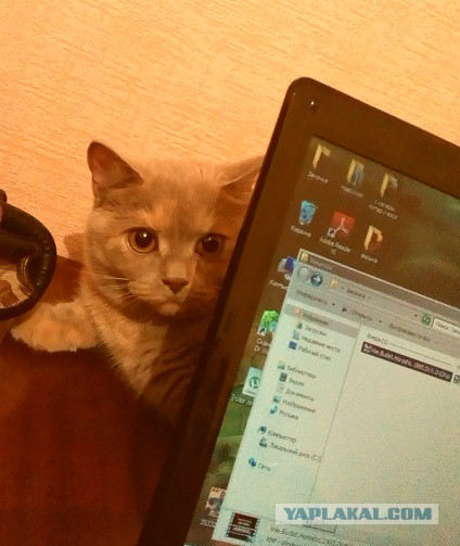Котовторник 22.07.14