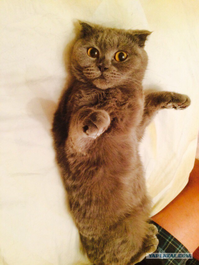 Котовторник 23.12.2014