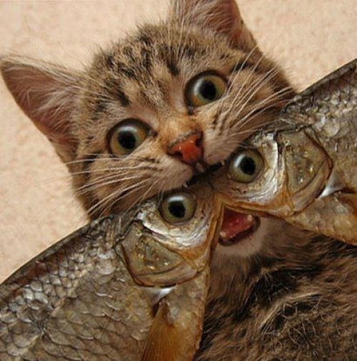 Котовторник