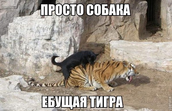 Картинки и демотиваторы