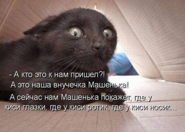 Новогодний котовторник,05.01.16.