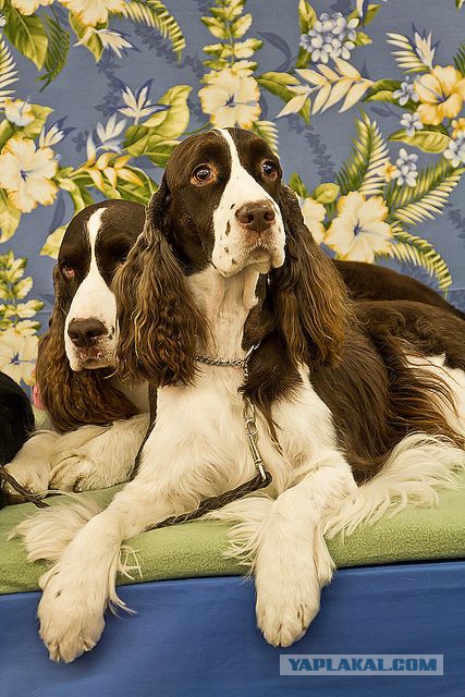 Собакочетверг