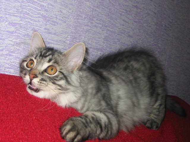 Народный котомет на фторинег