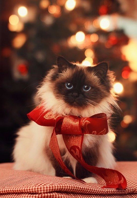 Коты из сети