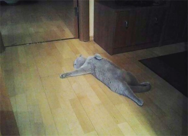 Коты и Кошки