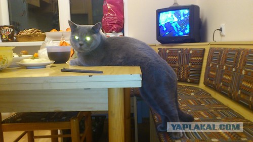 Котовторник  25.07.2017