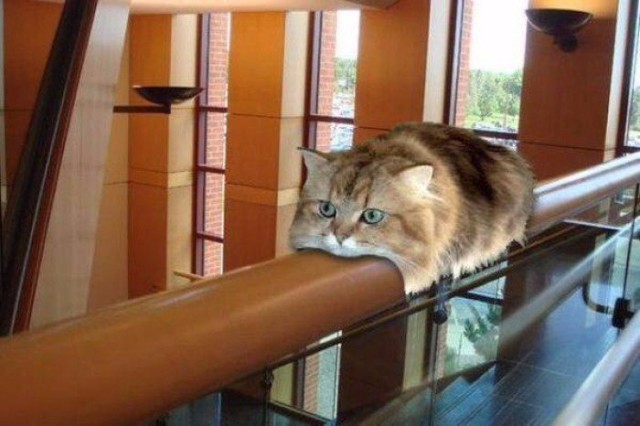 Коты и Кошки