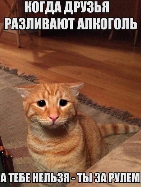 Прикольных котов пост
