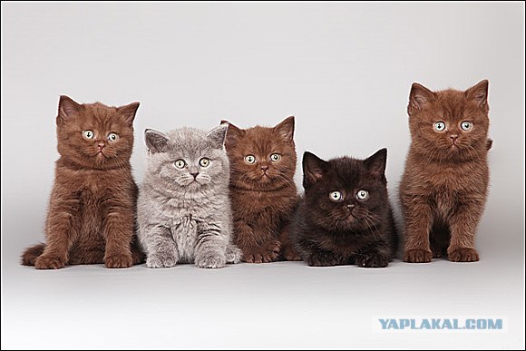 It's Catursday Fever! (Котовторник)