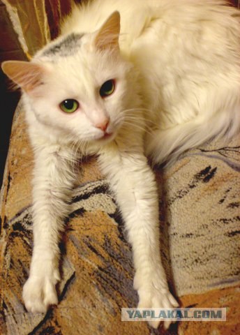 Котовторник уже сегодня!