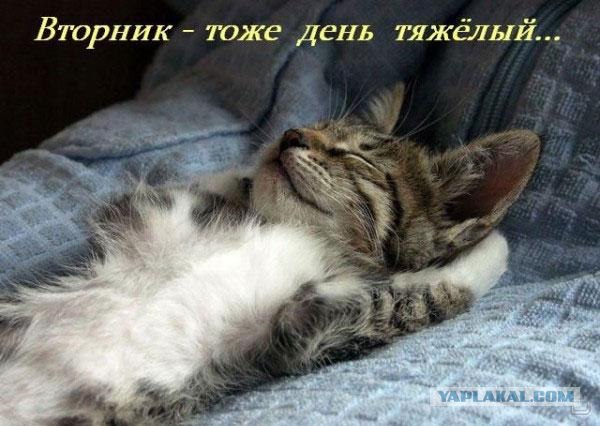 Котовторник!