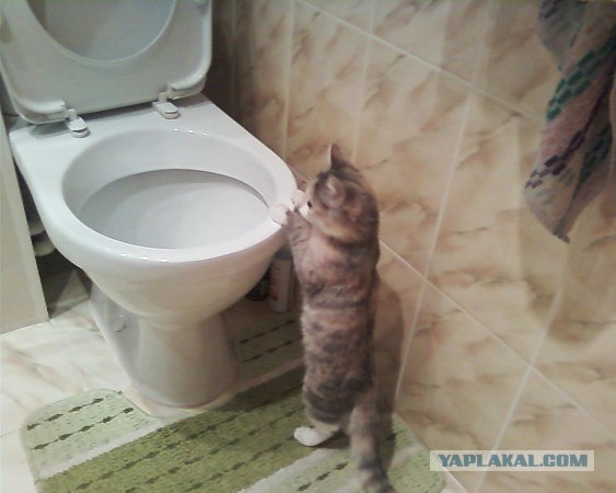 Котовторник 06.09.11