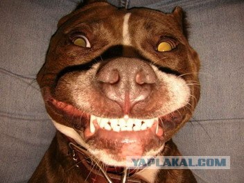 Улыбальник