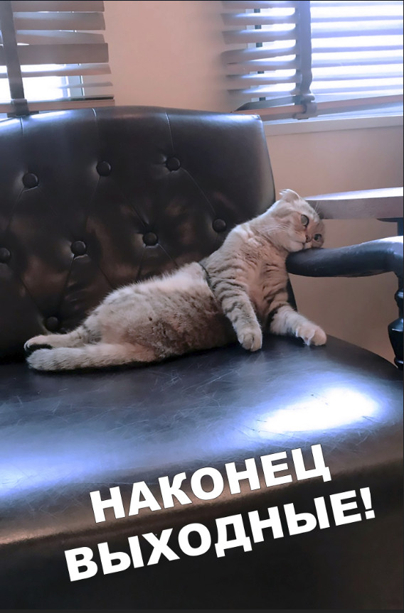 Забавные фото котеек