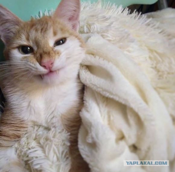 Мой котяра!