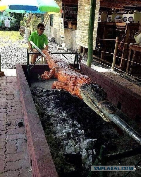 Во время тренировки «Торонто» на поле выбежал крокодил