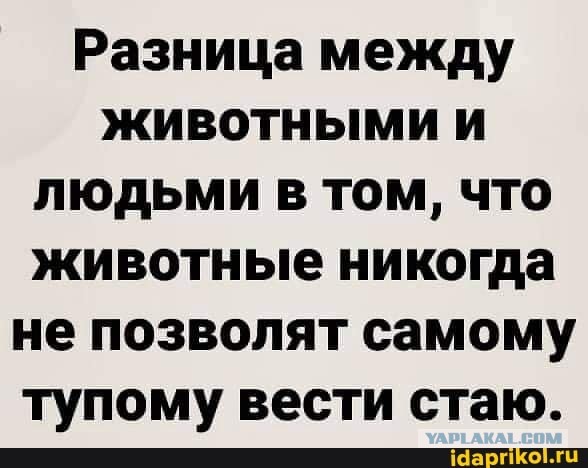 Лампочка Дарвина
